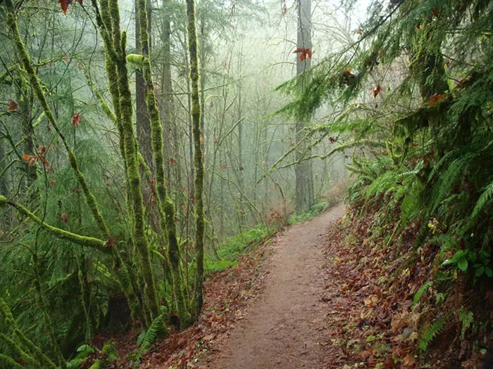“A Dangerous Precedent”: PGE Faces Major Backlash for Forest Park Utility Proposal